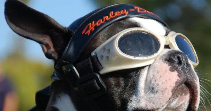 Ride for Dogs Poker Run